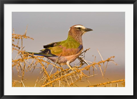 Framed Africa. Tanzania. Rufous-crowned bird, Manyara NP Print