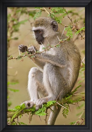 Framed Africa. Tanzania. Vervet Monkey at Manyara NP. Print