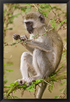 Framed Africa. Tanzania. Vervet Monkey at Manyara NP. Print