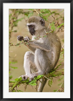 Framed Africa. Tanzania. Vervet Monkey at Manyara NP. Print