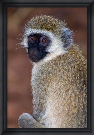 Framed Africa. Tanzania. Vervet Monkey in Tarangire NP. Print