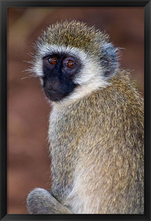 Framed Africa. Tanzania. Vervet Monkey in Tarangire NP. Print