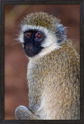 Framed Africa. Tanzania. Vervet Monkey in Tarangire NP. Print