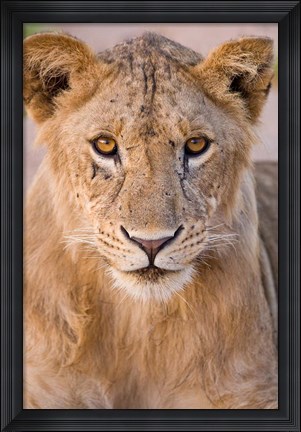 Framed Africa. Tanzania. Young lion in Tarangire NP Print