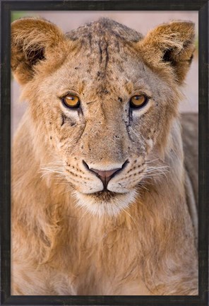 Framed Africa. Tanzania. Young lion in Tarangire NP Print