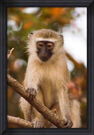 Framed Africa; Malawi; Lengwe National Park; Vervet monkey Print