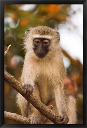 Framed Africa; Malawi; Lengwe National Park; Vervet monkey Print