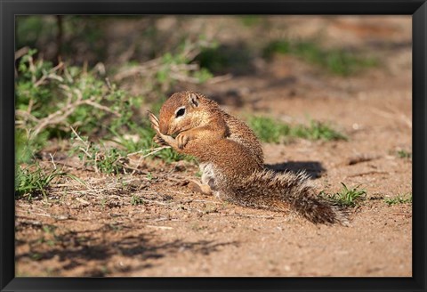 Framed African Ground Squirrel Wildlife, Kenya Print