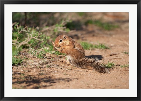 Framed African Ground Squirrel Wildlife, Kenya Print