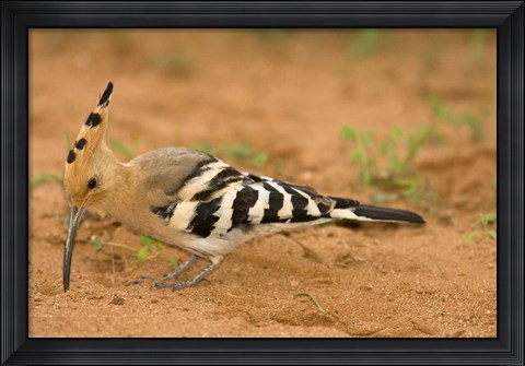 Framed African Hoopoe wildlife, Masai Mara, Kenya Print