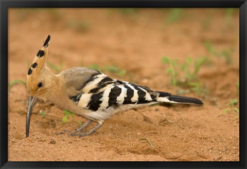 Framed African Hoopoe wildlife, Masai Mara, Kenya Print