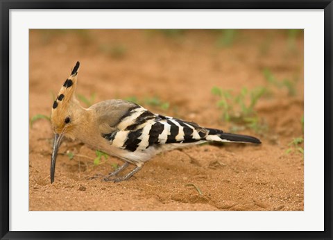 Framed African Hoopoe wildlife, Masai Mara, Kenya Print