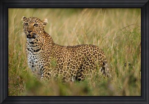 Framed African Leopard hunting in the grass, Masai Mara Game Reserve, Kenya Print
