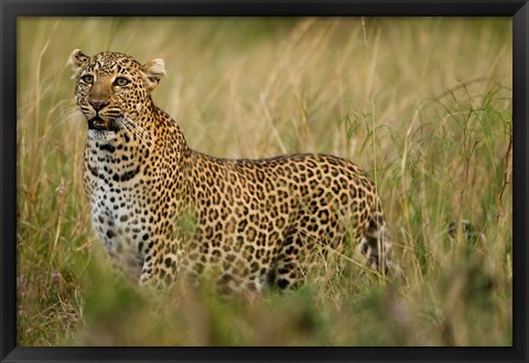 Framed African Leopard hunting in the grass, Masai Mara Game Reserve, Kenya Print