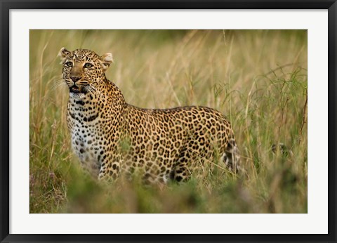 Framed African Leopard hunting in the grass, Masai Mara Game Reserve, Kenya Print
