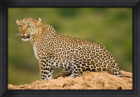 Framed African Leopard, Masai Mara Game Reserve, Kenya Print