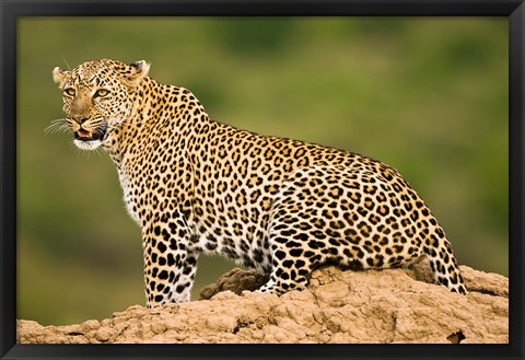Framed African Leopard, Masai Mara Game Reserve, Kenya Print