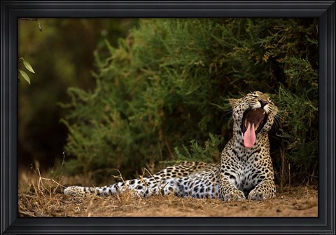 Framed African Leopard, Masai Mara GR, Kenya Print
