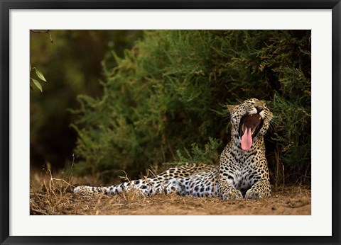 Framed African Leopard, Masai Mara GR, Kenya Print