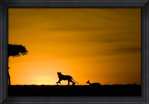 Framed African Lion Chasing Gazelle, Masai Mara, Kenya Print