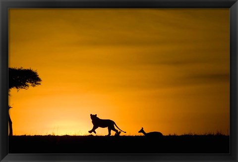 Framed African Lion Chasing Gazelle, Masai Mara, Kenya Print