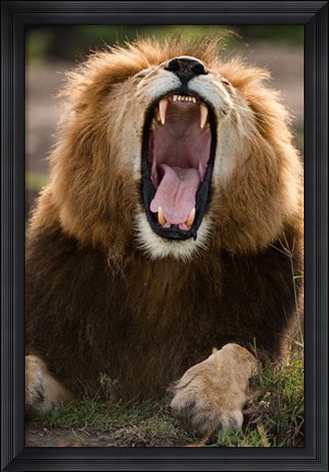 Framed African Lion, Masai Mara GR, Kenya Print