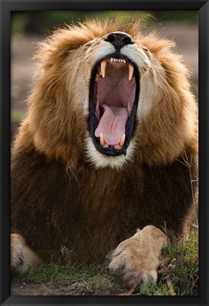 Framed African Lion, Masai Mara GR, Kenya Print