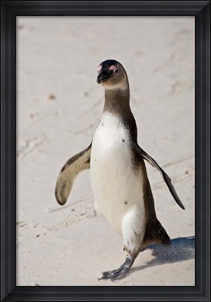 Framed African Penguin, Boulders beach, South Africa Print