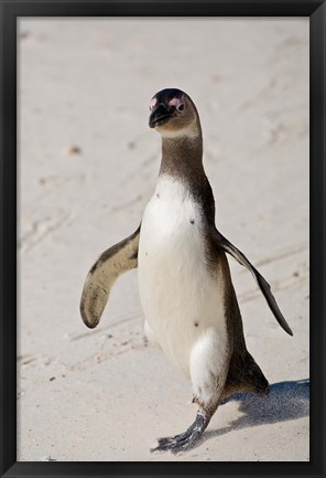 Framed African Penguin, Boulders beach, South Africa Print