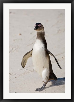 Framed African Penguin, Boulders beach, South Africa Print