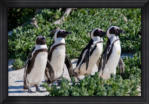 Framed Group of African Penguins, Cape Town, South Africa Print