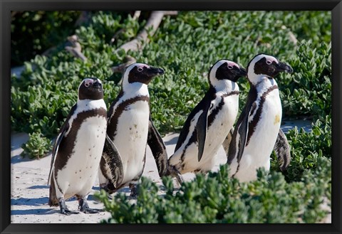 Framed Group of African Penguins, Cape Town, South Africa Print