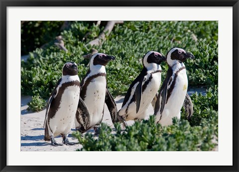 Framed Group of African Penguins, Cape Town, South Africa Print