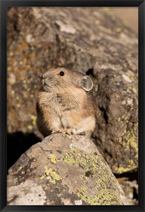 Framed American Pika in rocks, Yellowstone NP, USA Print