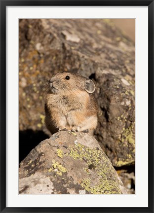 Framed American Pika in rocks, Yellowstone NP, USA Print