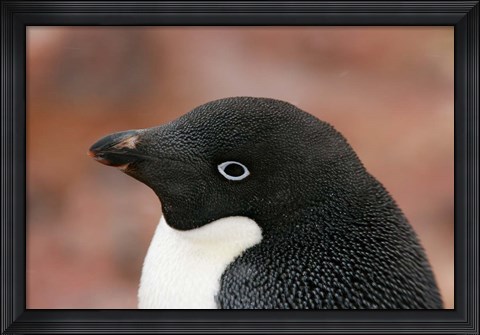 Framed Antarctica, Brown Bluff, Adelie penguin Print