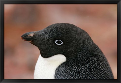 Framed Antarctica, Brown Bluff, Adelie penguin Print