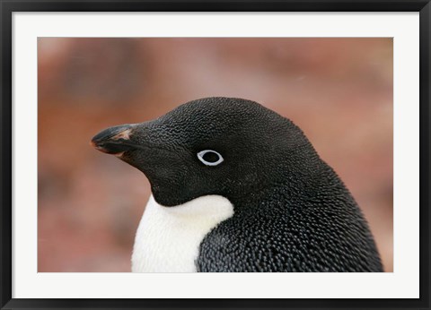 Framed Antarctica, Brown Bluff, Adelie penguin Print