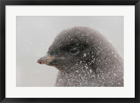Framed Antarctica, Brown Bluff, Adelie penguin chick Print