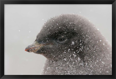 Framed Antarctica, Brown Bluff, Adelie penguin chick Print