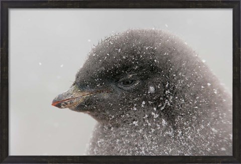 Framed Antarctica, Brown Bluff, Adelie penguin chick Print