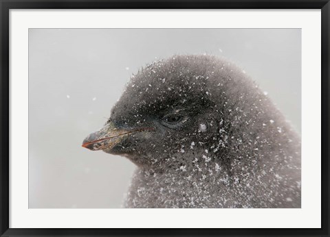 Framed Antarctica, Brown Bluff, Adelie penguin chick Print