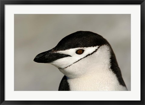 Framed Antarctica, Half Moon Island, Chinstrap penguin Print