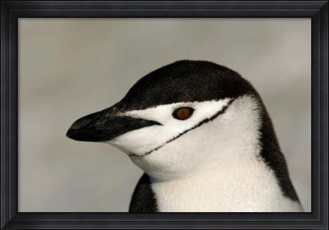 Framed Antarctica, Half Moon Island, Chinstrap penguin Print