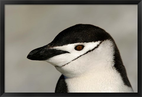 Framed Antarctica, Half Moon Island, Chinstrap penguin Print