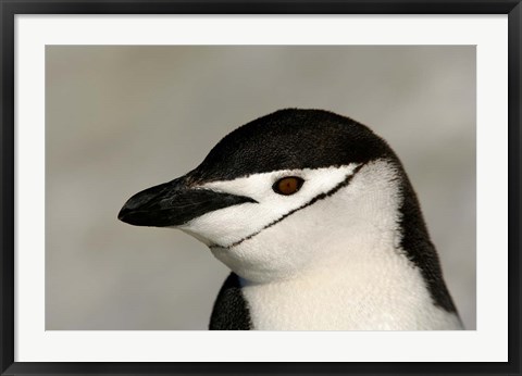 Framed Antarctica, Half Moon Island, Chinstrap penguin Print