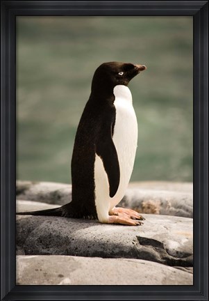 Framed Antarctica. Adelie penguin. Print
