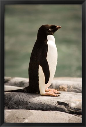 Framed Antarctica. Adelie penguin. Print