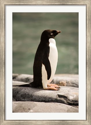 Framed Antarctica. Adelie penguin. Print