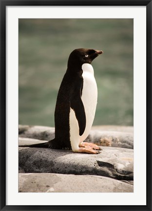 Framed Antarctica. Adelie penguin. Print